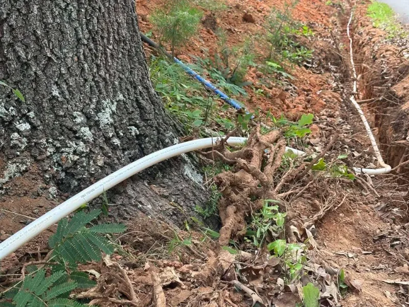 New water line routed around tree roots